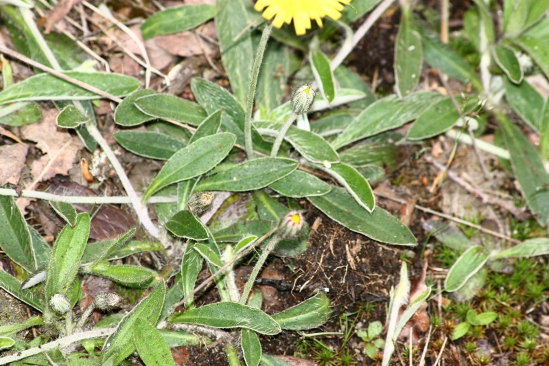 Hieracium pilosella  ( = Pilosella officinarum)